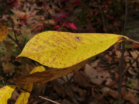 {Asimina triloba}